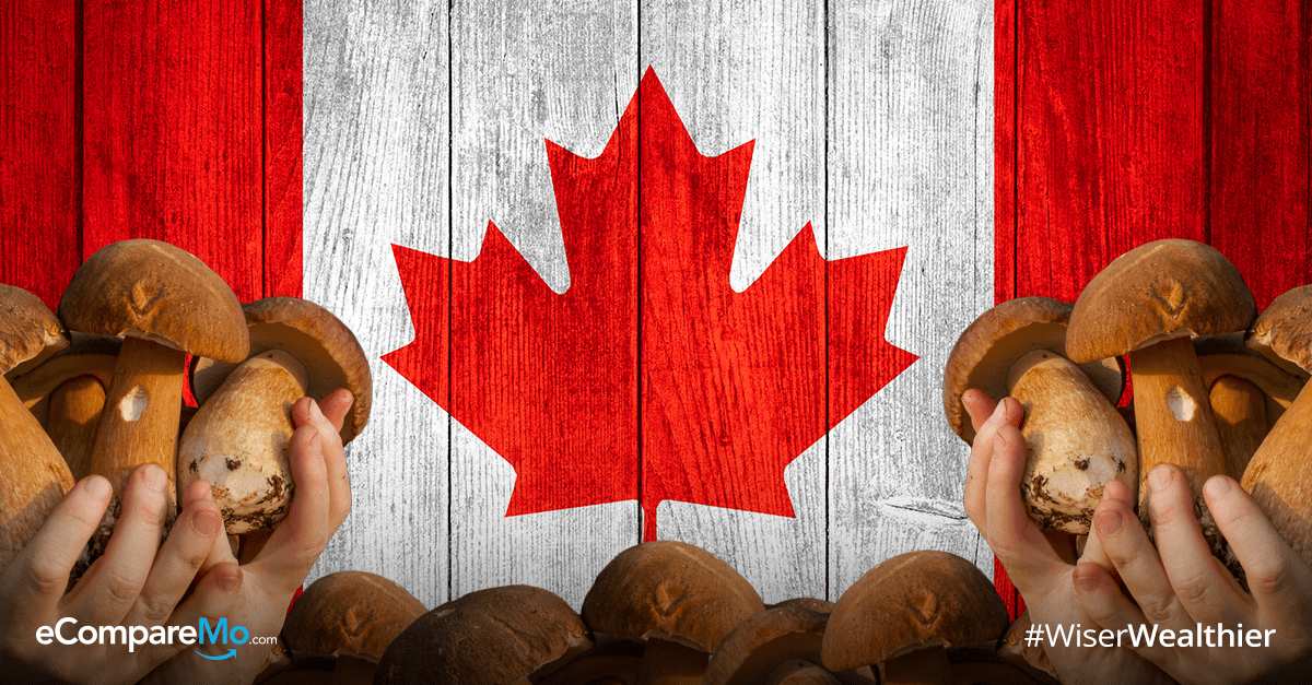Yes You Can Earn P150 000 From Being A Mushroom Picker In Canada