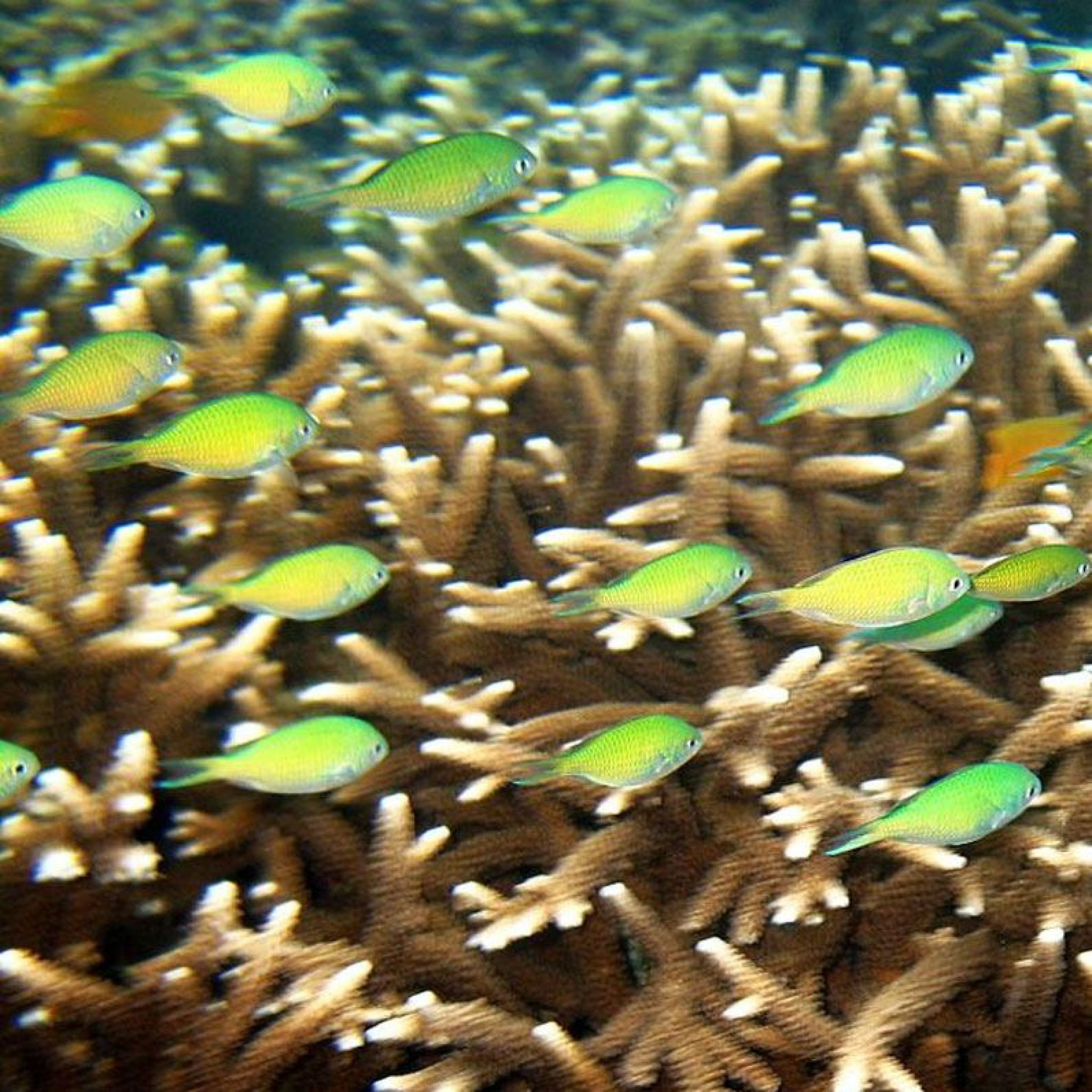 Anilao Batangas