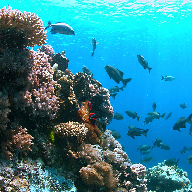 Scuba Diving Places in the Philippines