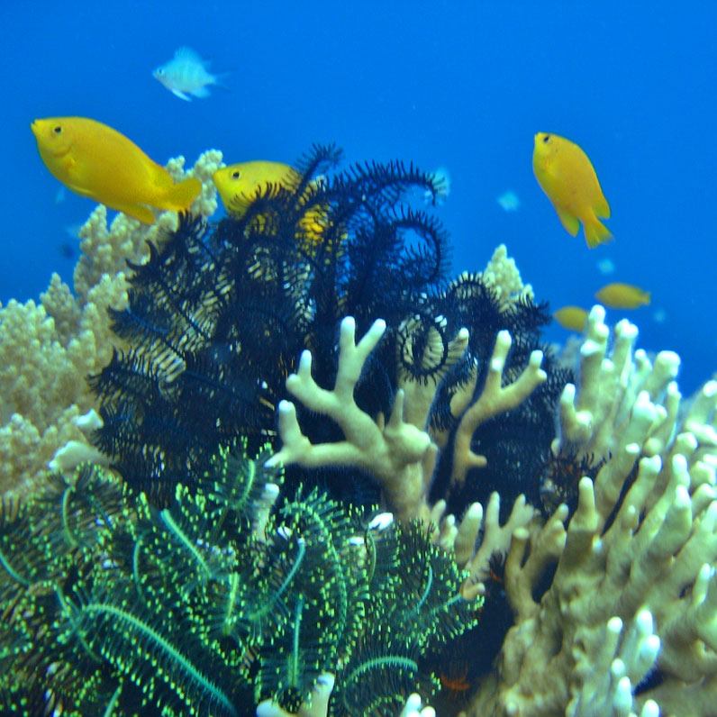 Scuba Diving Places in the Philippines