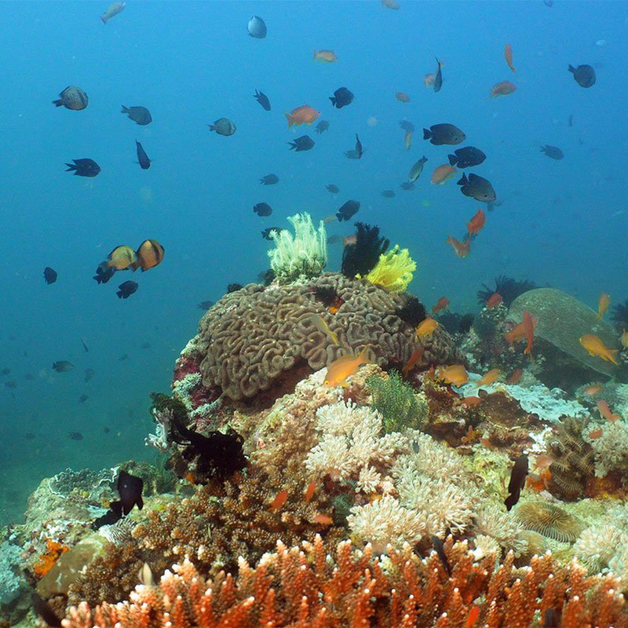 Coral Gardens