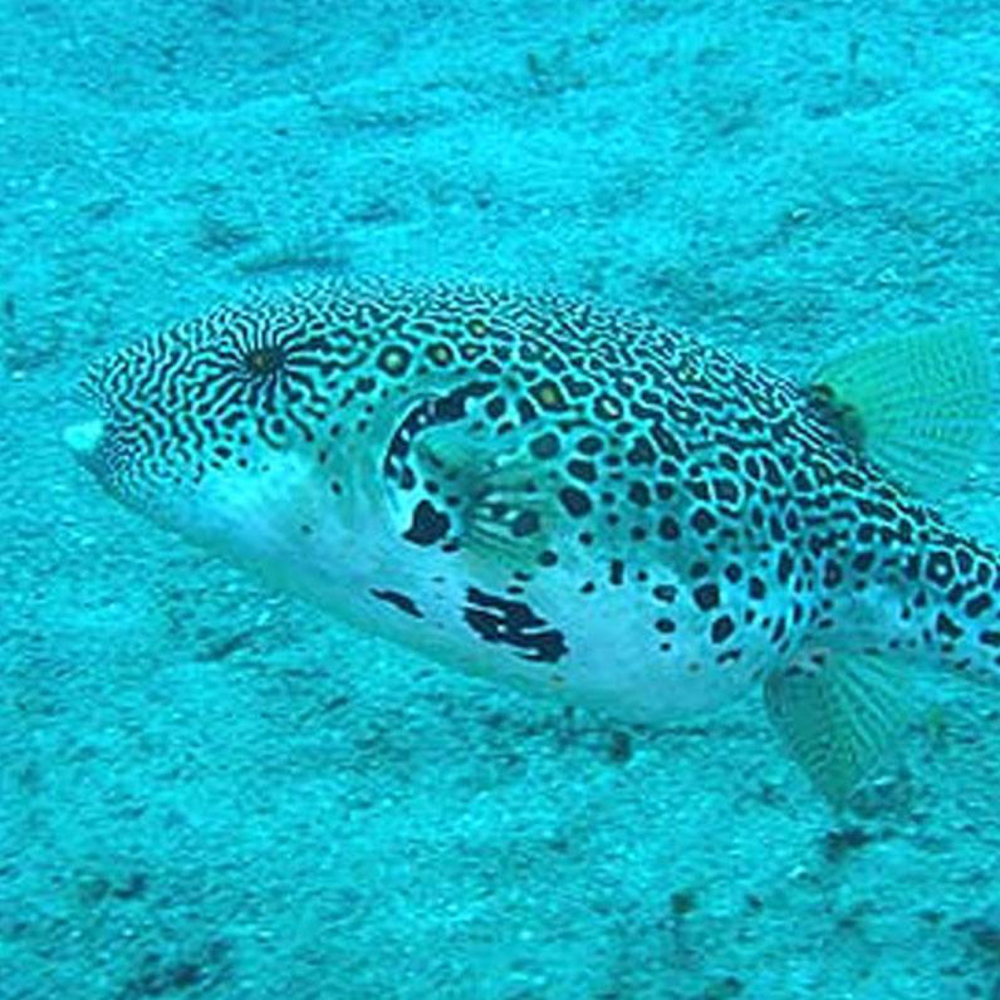 Scuba Diving Places in the Philippines