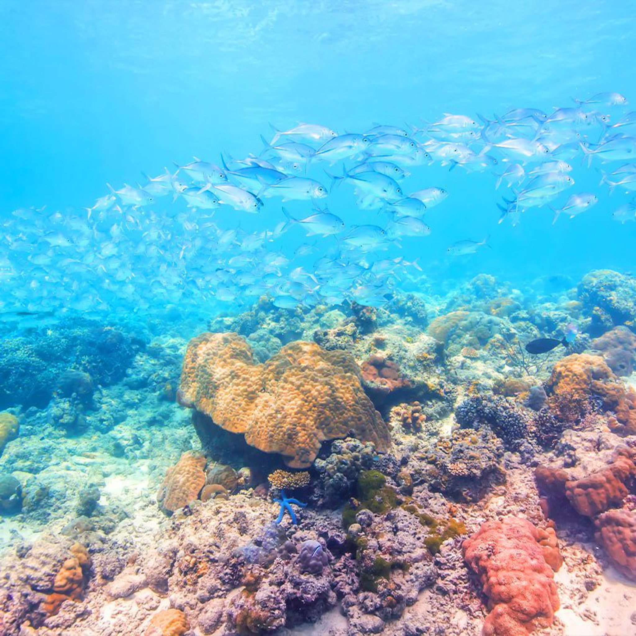 Scuba Diving Places in the Philippines
