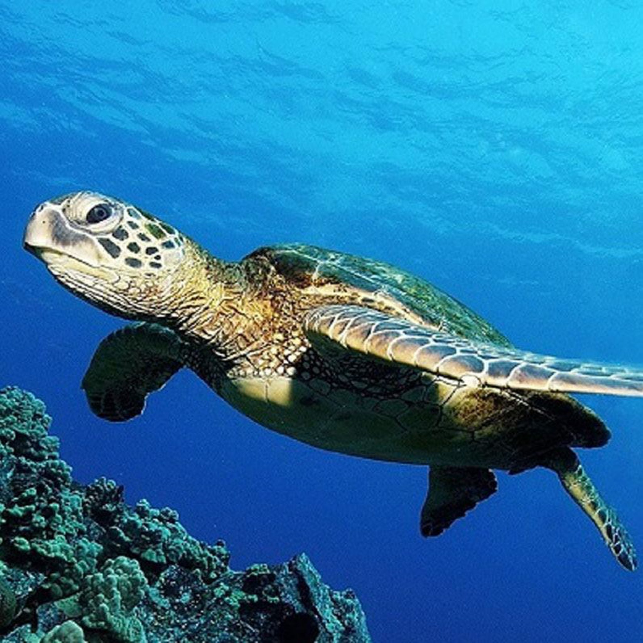 Scuba Diving Places in the Philippines