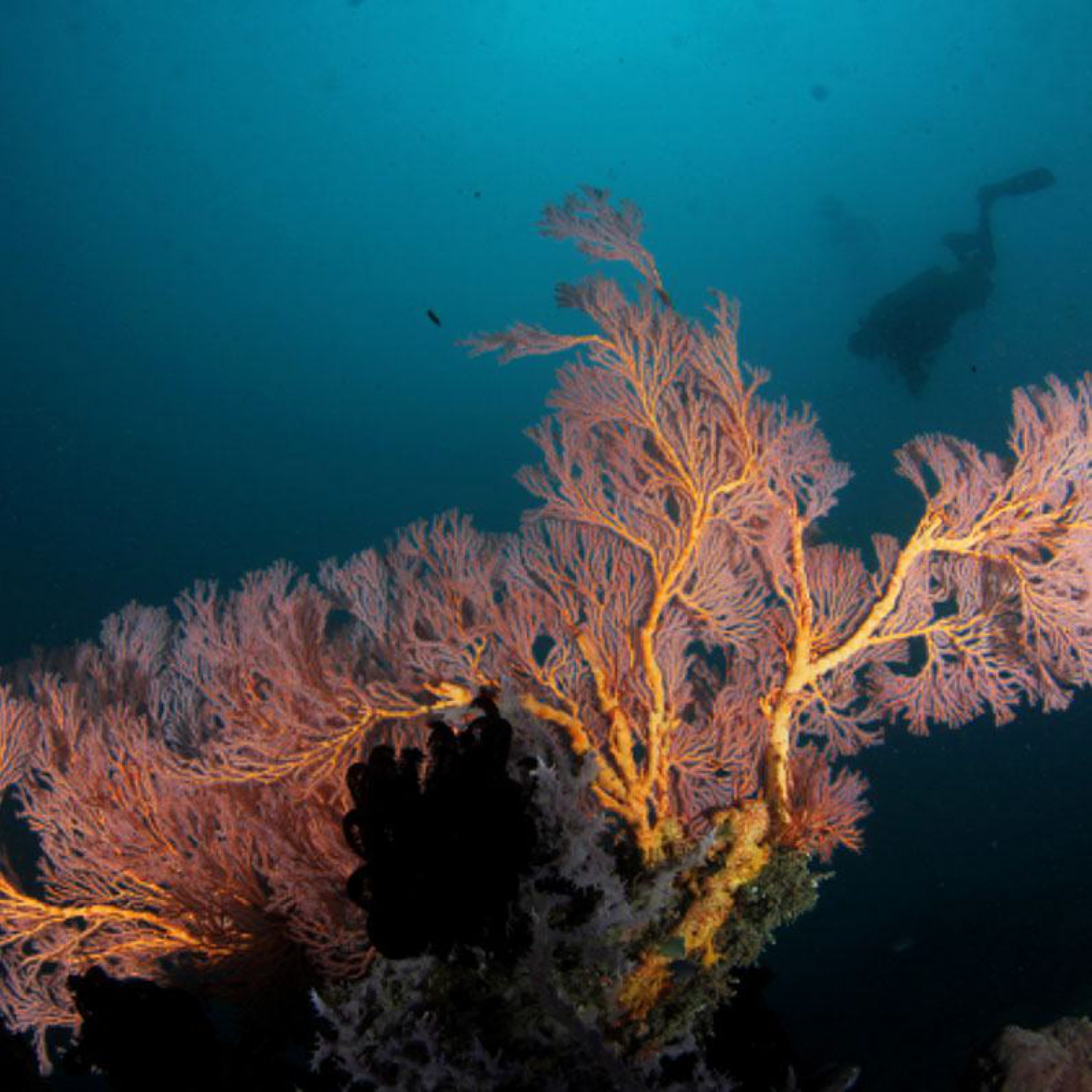 Maasim Reef