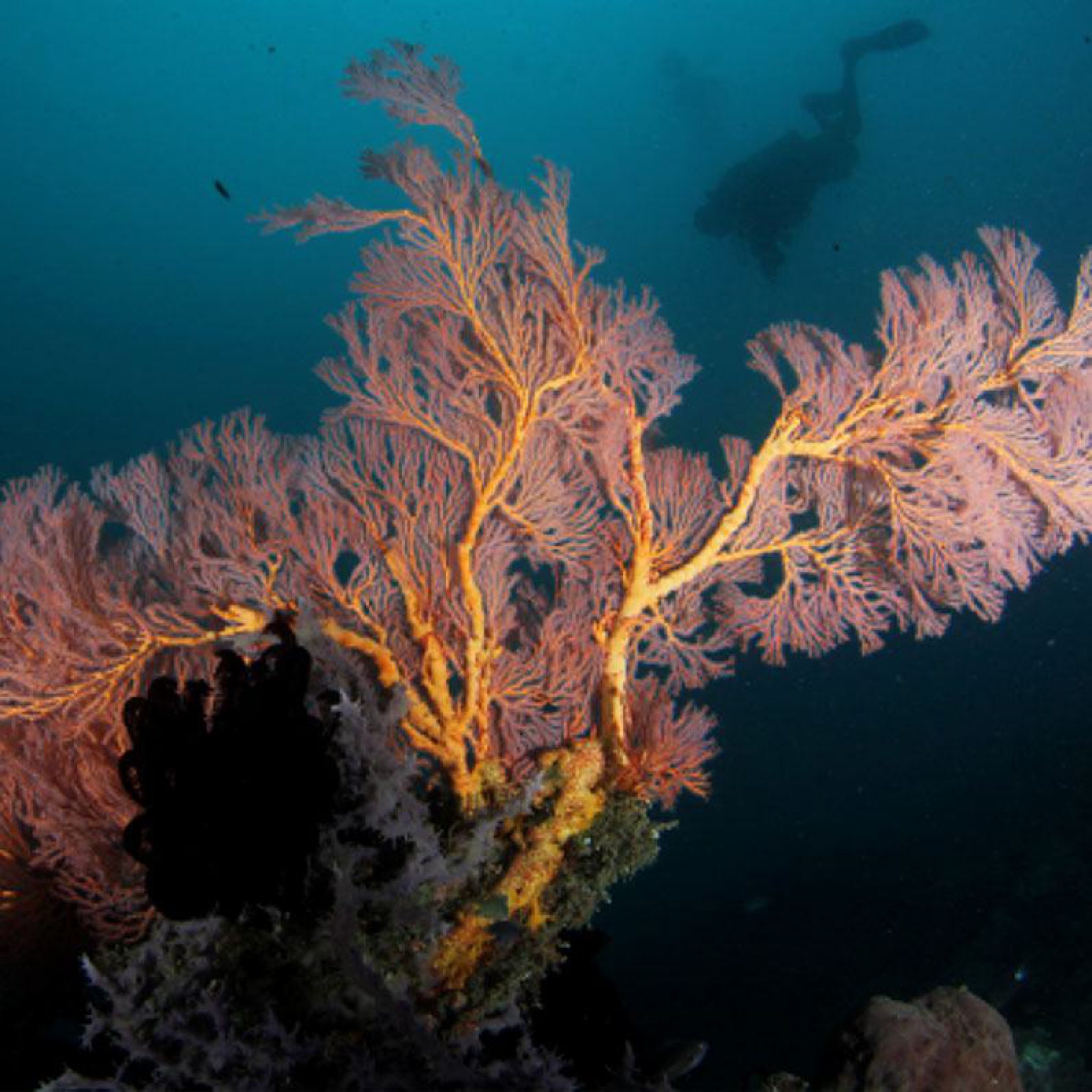 Scuba Diving Places in the Philippines