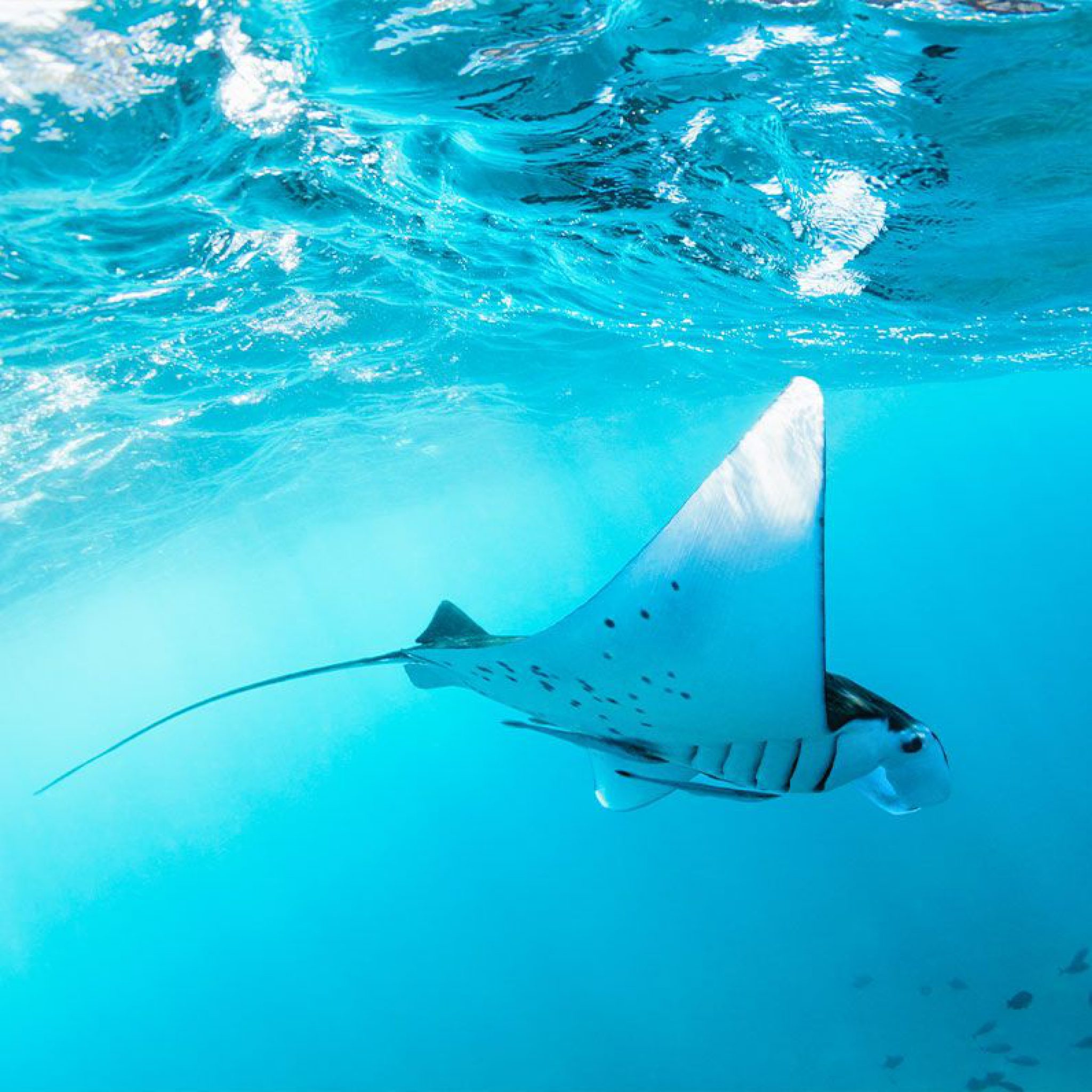 Scuba Diving Places in the Philippines
