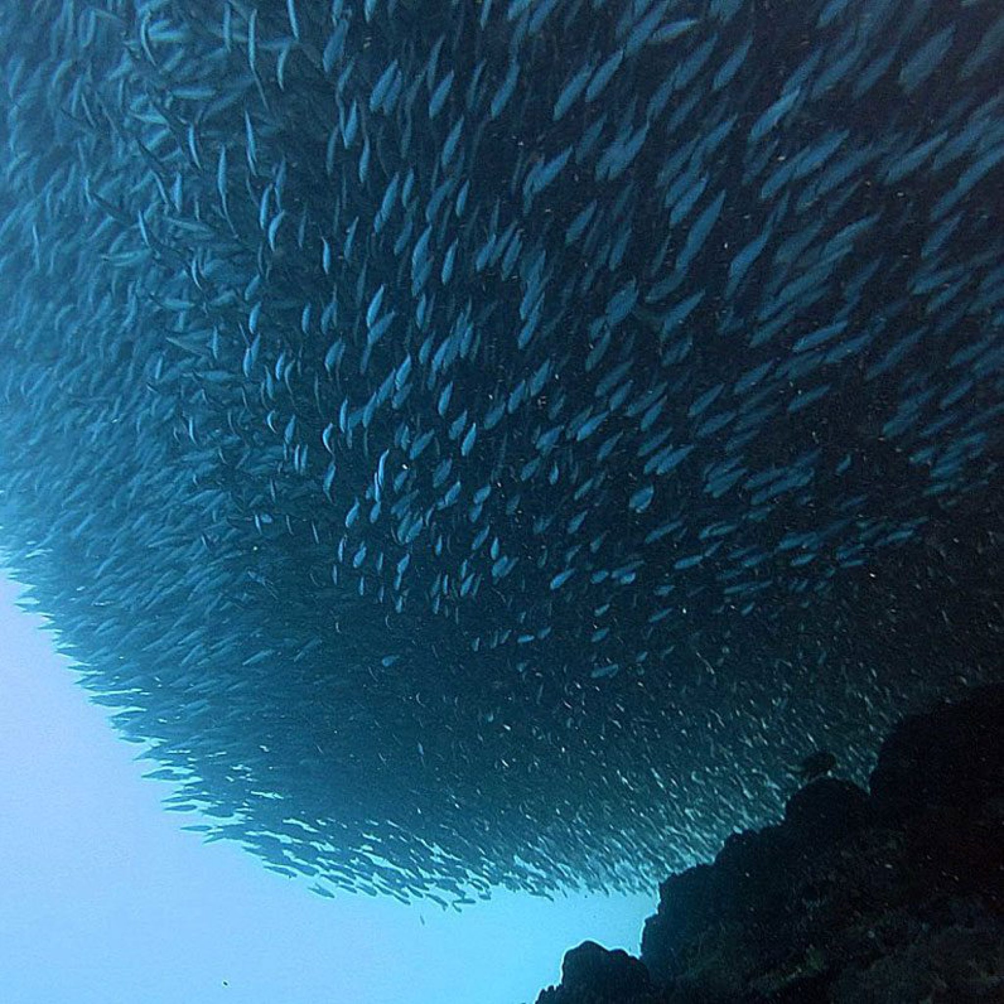 Moalboal Cebu