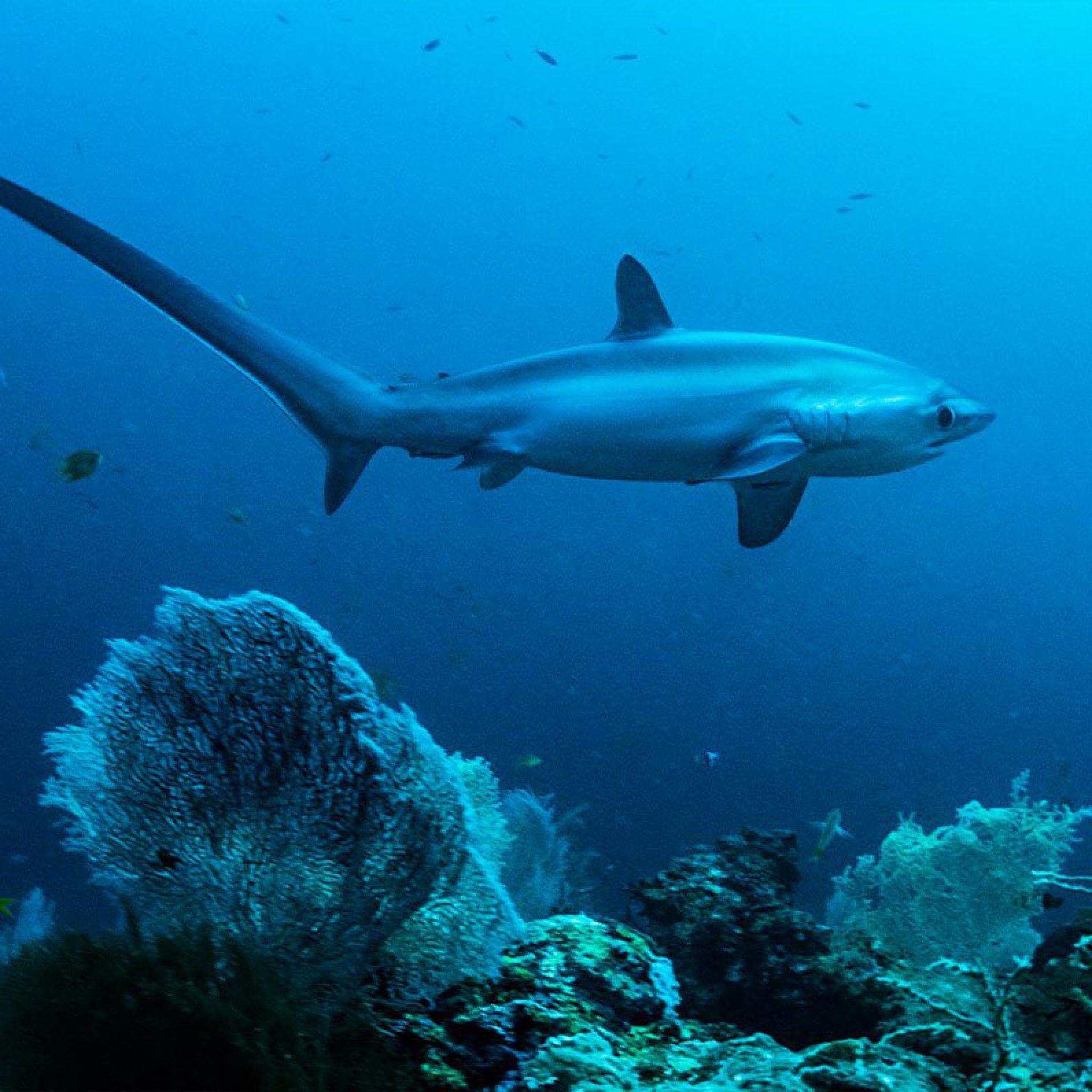 Scuba Diving Places in the Philippines