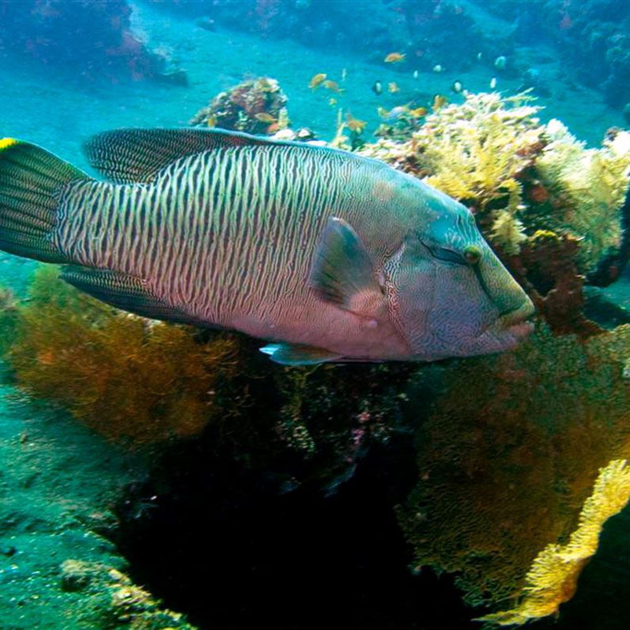 Scuba Diving Places in the Philippines