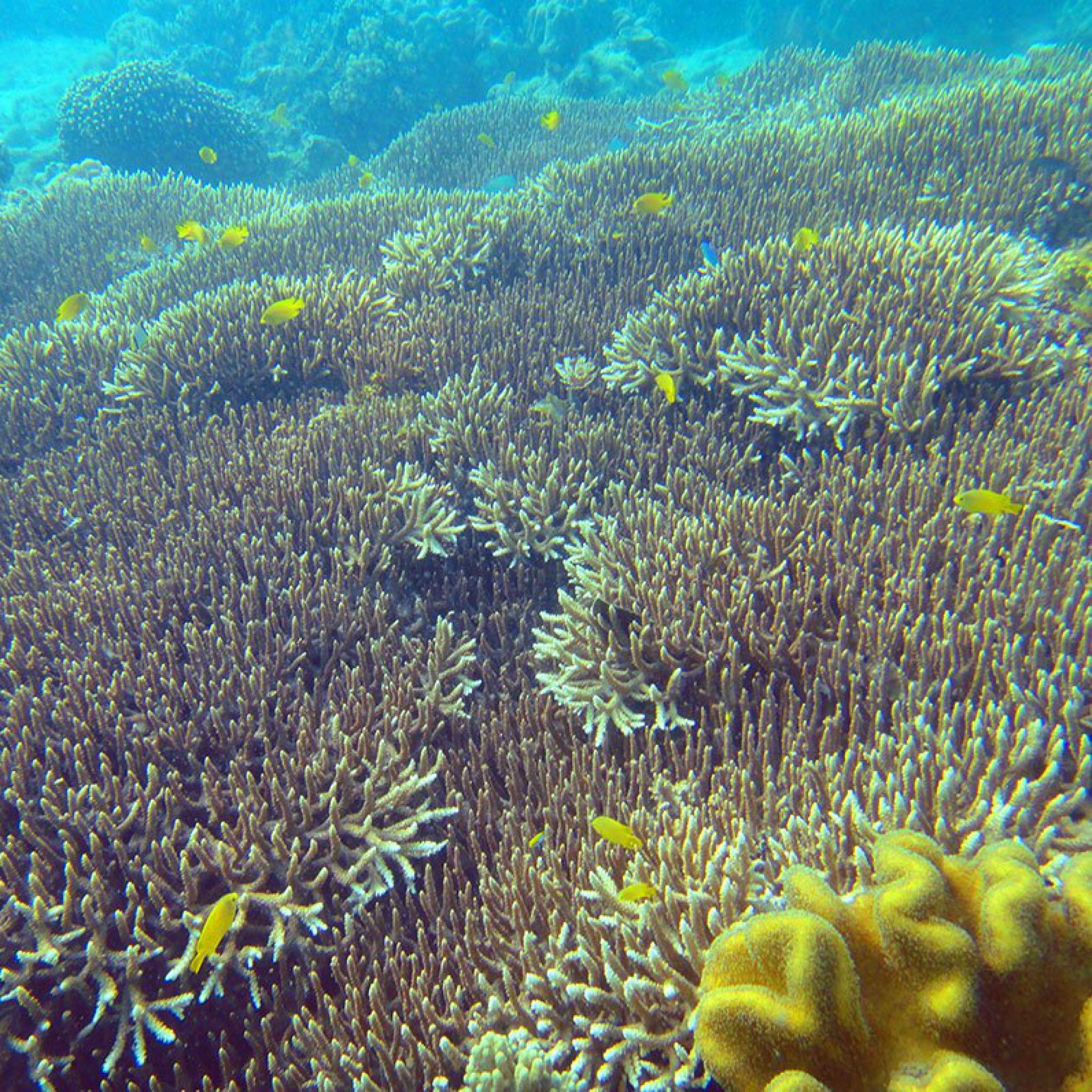 Siquijor
