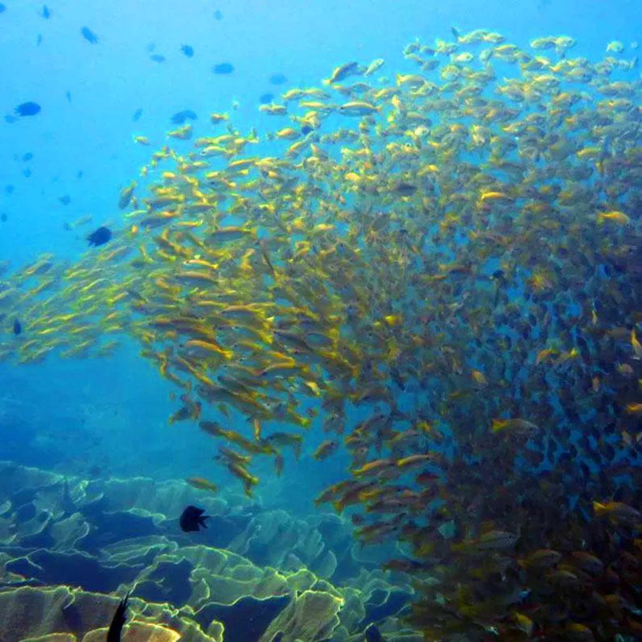 Scuba Diving Places in the Philippines