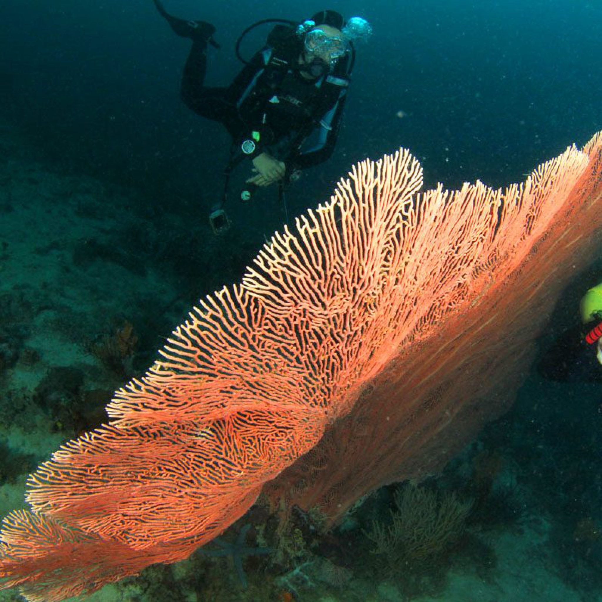 Scuba Diving Places in the Philippines