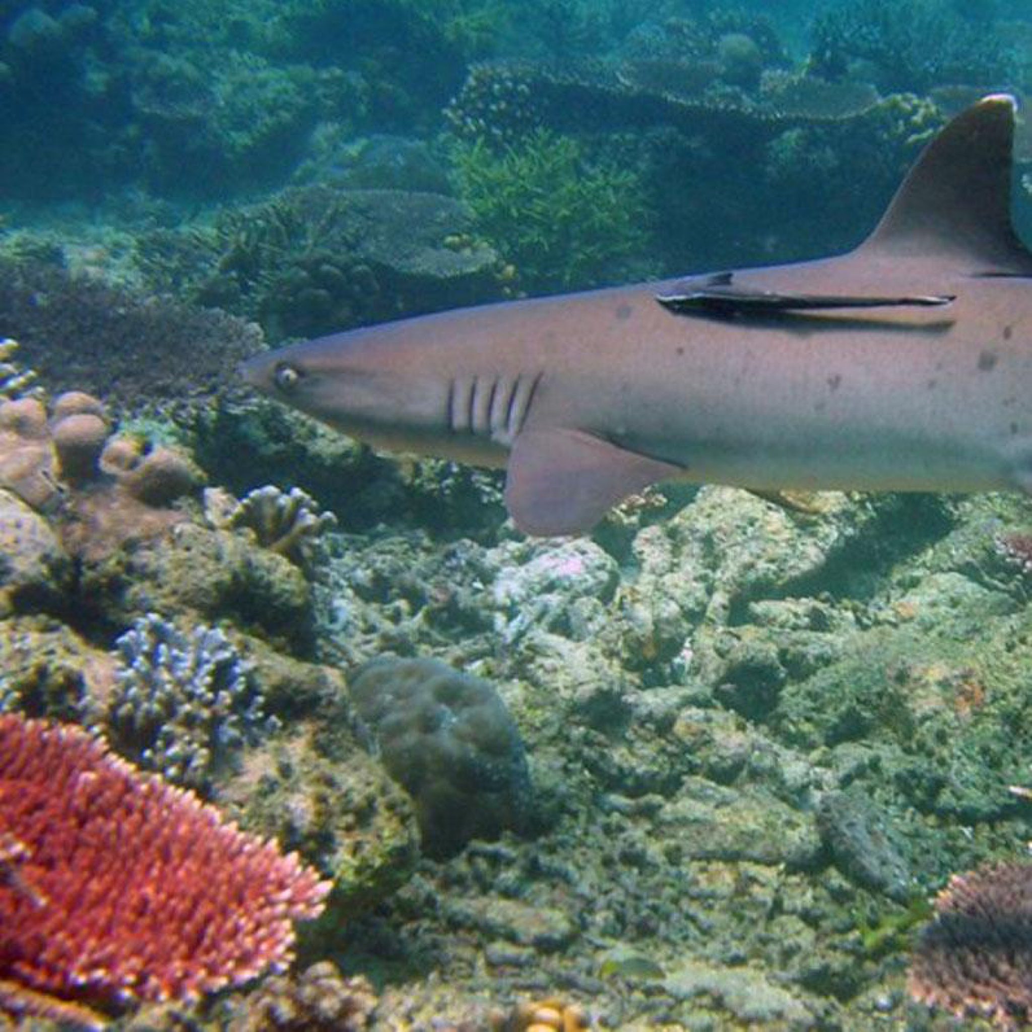 Tubbataha Reef