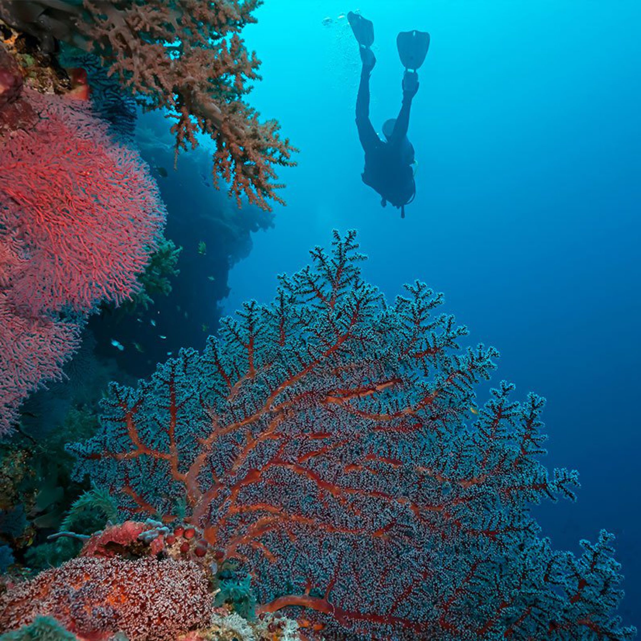 Scuba Diving Places in the Philippines