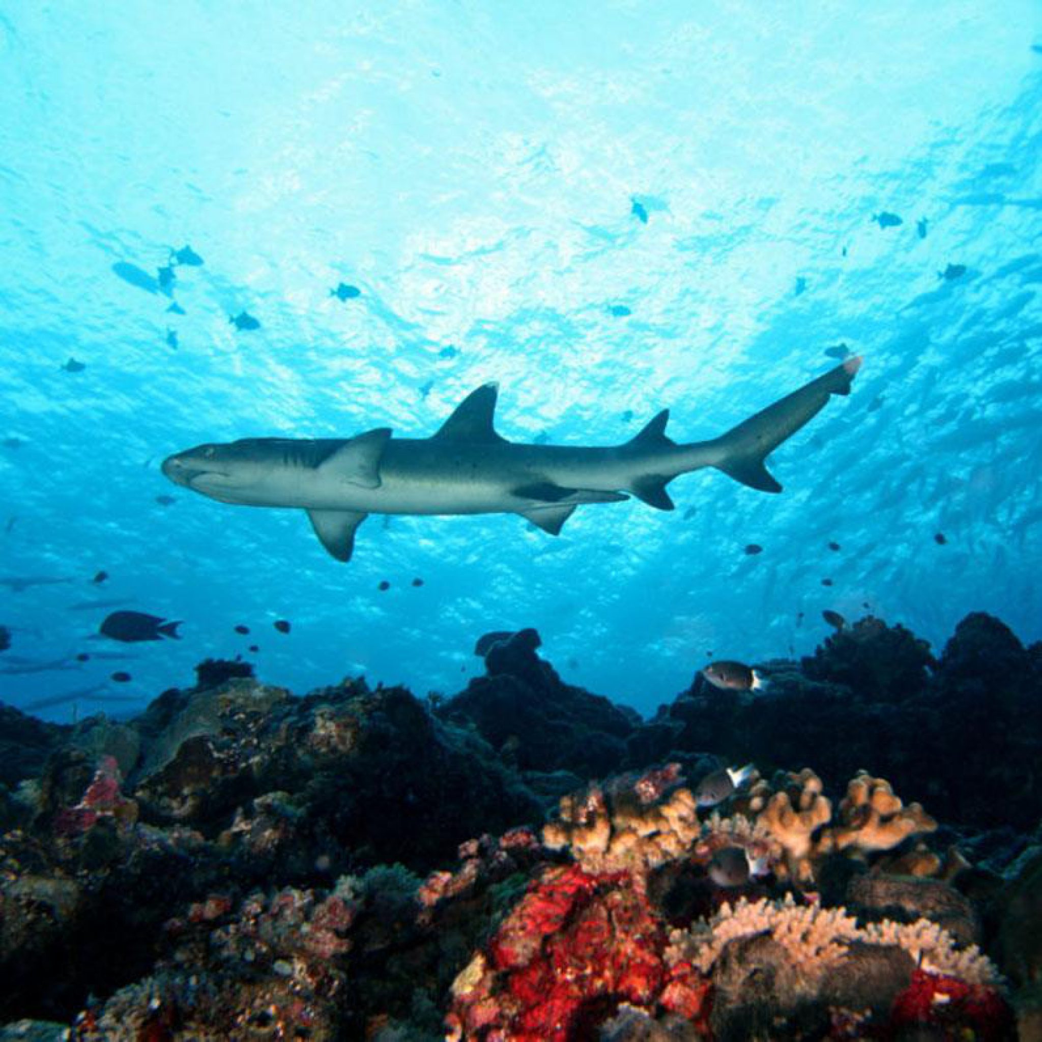 Scuba Diving Places in the Philippines