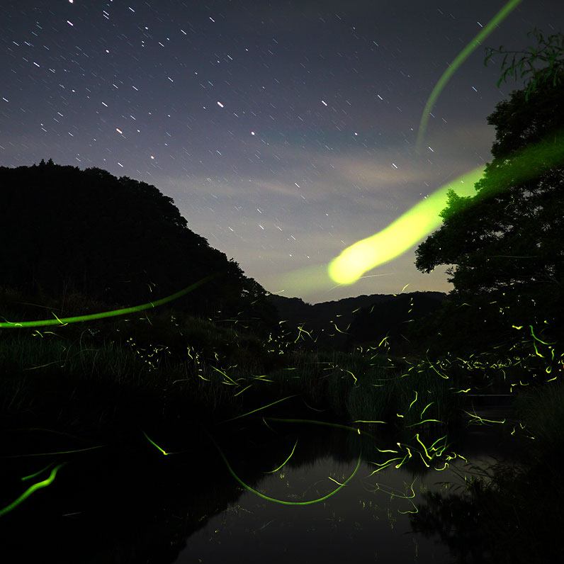 Iwahig Firefly Watching and Mangrove Forest