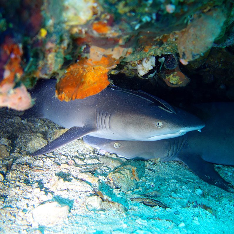 Malapascua Island