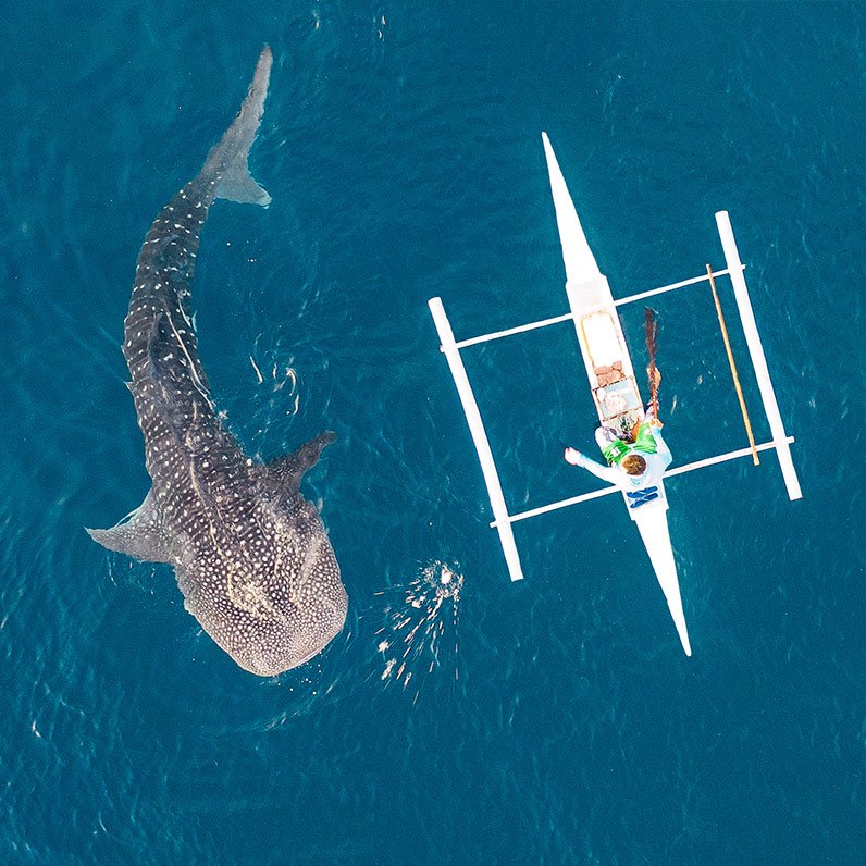 Oslob Whale Sharks