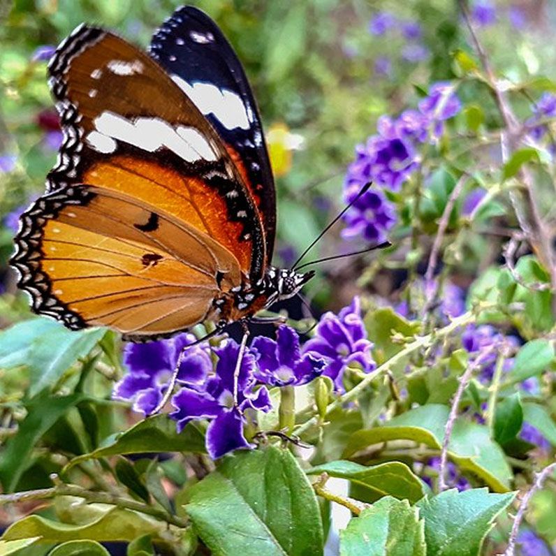 Palawan Tribal Village and Butterfly Farm