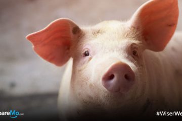 Fast Facts: What You Need To Know About The African Swine Fever